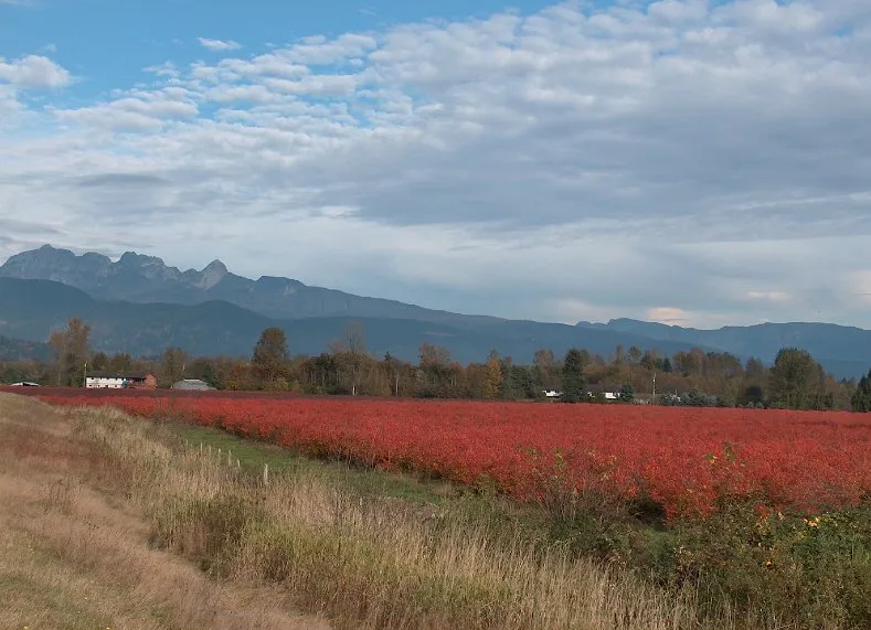 Blueberry fields in autumn below the Golden Ears mountains in Pitt Meadows